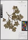 Foto von Salix aurita L.
